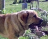 Filename=0506dozy1,3years.jpg
Filesize=17KiB
Dimensions=332x274
Date added=%944 %07, %2008 0506dozy1,3years.jpg