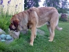 Filename=0507_1y4m_old_Dozy.jpg
Filesize=64KiB
Dimensions=640x480
Date added=%403 %06, %2008 0507_1y4m_old_Dozy.jpg