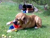 Filename=060608eating-toys.jpg
Filesize=50KiB
Dimensions=640x480
Date added=%449 %08, %2008 060608eating-toys.jpg
