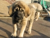 Filename=1-copy.jpg
Filesize=54KiB
Dimensions=800x600
Date added=%440 %27, %2007 1-copy.jpg