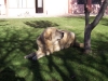 Filename=100_3231.jpg
Filesize=135KiB
Dimensions=1200x900
Date added=%873 %14, %2007 100_3231.jpg