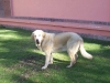 Filename=100_3232.jpg
Filesize=126KiB
Dimensions=1200x900
Date added=%872 %14, %2007 100_3232.jpg