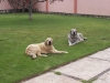 Filename=100_3237.jpg
Filesize=119KiB
Dimensions=1200x900
Date added=%871 %14, %2007 100_3237.jpg