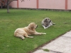 Filename=100_3238.jpg
Filesize=122KiB
Dimensions=1200x900
Date added=%869 %14, %2007 100_3238.jpg