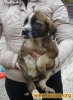 Filename=1063291.jpg
Filesize=16KiB
Dimensions=219x300
Date added=%753 %29, %2009 1063291.jpg