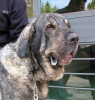 Filename=1216-morgan-head%7E0.jpg
Filesize=42KiB
Dimensions=570x600
Date added=%531 %16, %2006 1216-morgan-head%7E0.jpg