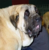 Filename=1241-sanson-head.jpg
Filesize=34KiB
Dimensions=589x600
Date added=%321 %04, %2006 1241-sanson-head.jpg