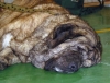 Filename=1248-caballero-head-sleep.jpg
Filesize=39KiB
Dimensions=600x459
Date added=%324 %04, %2006 1248-caballero-head-sleep.jpg