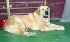 Filename=1250-gul.jpg
Filesize=24KiB
Dimensions=600x361
Date added=%528 %25, %2006 1250-gul.jpg
