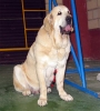 Filename=1252-dama.jpg
Filesize=32KiB
Dimensions=540x600
Date added=%358 %28, %2007 1252-dama.jpg