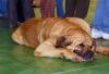 Filename=1298-sleep.jpg
Filesize=23KiB
Dimensions=600x412
Date added=%675 %11, %2006 1298-sleep.jpg
