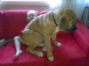 Filename=130508heavy-friend.jpg
Filesize=27KiB
Dimensions=640x480
Date added=%829 %15, %2008 130508heavy-friend.jpg