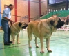 Filename=1356ron-sanson.jpg
Filesize=38KiB
Dimensions=600x486
Date added=%346 %20, %2007 1356ron-sanson.jpg