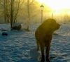 Filename=16012009.jpg
Filesize=23KiB
Dimensions=540x480
Date added=%553 %17, %2009 16012009.jpg
