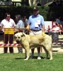 Filename=177-remo.jpg
Filesize=60KiB
Dimensions=536x600
Date added=%792 %08, %2006 177-remo.jpg