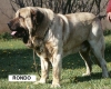 Filename=1rondo-1.jpg
Filesize=41KiB
Dimensions=400x323
Date added=%451 %29, %2006 1rondo-1.jpg