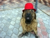 Filename=1~1~2.jpg
Filesize=70KiB
Dimensions=859x645
Date added=%584 %10, %2009 1~1~2.jpg