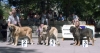 Filename=2-1-3-ch-males3.jpg
Filesize=53KiB
Dimensions=900x484
Date added=%764 %21, %2006 2-1-3-ch-males3.jpg