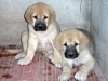 Filename=23%2Cj.jpg
Filesize=24KiB
Dimensions=600x450
Date added=%804 %28, %2006 23%2Cj.jpg