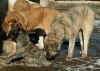 Filename=23_2_08_043.jpg
Filesize=640KiB
Dimensions=1359x978
Date added=%255 %04, %2008 23_2_08_043.jpg