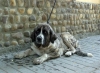 Filename=2607.jpg
Filesize=64KiB
Dimensions=800x587
Date added=%543 %13, %2006 2607.jpg