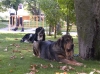 Filename=2617.jpg
Filesize=74KiB
Dimensions=800x592
Date added=%558 %13, %2006 2617.jpg