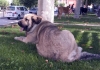 Filename=2630.jpg
Filesize=70KiB
Dimensions=800x566
Date added=%553 %13, %2006 2630.jpg