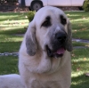 Filename=2661-puppy.jpg
Filesize=44KiB
Dimensions=800x798
Date added=%933 %13, %2006 2661-puppy.jpg