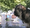 Filename=2666.jpg
Filesize=71KiB
Dimensions=800x774
Date added=%938 %13, %2006 2666.jpg
