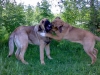 Filename=28062008doz_beck.jpg
Filesize=55KiB
Dimensions=640x480
Date added=%401 %06, %2008 28062008doz_beck.jpg