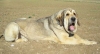 Filename=2year1.jpg
Filesize=59KiB
Dimensions=858x465
Date added=%453 %05, %2008 2year1.jpg