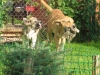 Filename=2~2.jpg
Filesize=290KiB
Dimensions=910x683
Date added=%820 %03, %2009 2~2.jpg