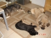 Filename=3-generaties-mastines-002.jpg
Filesize=89KiB
Dimensions=1280x960
Date added=%853 %14, %2012 3-generaties-mastines-002.jpg