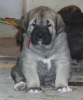 Filename=31d-fenka4.jpg
Filesize=26KiB
Dimensions=375x450
Date added=%922 %26, %2006 31d-fenka4.jpg