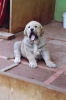 Filename=37360001.jpg
Filesize=28KiB
Dimensions=424x640
Date added=%837 %05, %2007 37360001.jpg