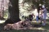 Filename=3mastines.jpg
Filesize=72KiB
Dimensions=800x534
Date added=%444 %29, %2006 3mastines.jpg