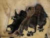 Filename=4~0.jpg
Filesize=42KiB
Dimensions=800x600
Date added=%377 %22, %2011 4~0.jpg
