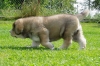 Filename=5t-odry2.jpg
Filesize=90KiB
Dimensions=750x500
Date added=%241 %28, %2007 5t-odry2.jpg