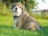 Filename=5t-odry8.jpg
Filesize=102KiB
Dimensions=733x550
Date added=%240 %28, %2007 5t-odry8.jpg