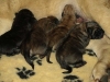 Filename=5~2.jpg
Filesize=46KiB
Dimensions=800x600
Date added=%377 %22, %2011 5~2.jpg