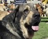 Filename=6313-mastin-grey-head.jpg
Filesize=155KiB
Dimensions=1200x988
Date added=%831 %30, %2008 6313-mastin-grey-head.jpg