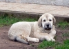 Filename=7.jpg
Filesize=126KiB
Dimensions=974x698
Date added=%404 %11, %2007 7.jpg