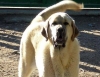 Filename=8-MESES-55-KILOS.jpg
Filesize=32KiB
Dimensions=600x462
Date added=%731 %05, %2008 8-MESES-55-KILOS.jpg
