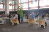 Filename=AM-g.jpg
Filesize=274KiB
Dimensions=1772x1181
Date added=%549 %16, %2015 AM-g.jpg