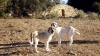 Filename=Adara_y_Martina_small.jpg
Filesize=212KiB
Dimensions=762x429
Date added=%441 %23, %2009 Adara_y_Martina_small.jpg