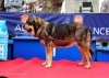 Filename=Adriana-H.jpg
Filesize=95KiB
Dimensions=1074x765
Date added=%942 %30, %2011 Adriana-H.jpg