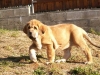 Filename=Aldaia-11-weeks-5-(2).jpg
Filesize=75KiB
Dimensions=640x480
Date added=%783 %28, %2012 Aldaia-11-weeks-5-(2).jpg