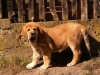 Filename=Aldaia-11-weeks6.jpg
Filesize=68KiB
Dimensions=640x480
Date added=%782 %28, %2012 Aldaia-11-weeks6.jpg