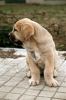 Filename=Alonso_1.jpg
Filesize=54KiB
Dimensions=480x723
Date added=%752 %03, %2006 Alonso_1.jpg
