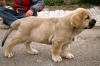 Filename=Alonso_2.jpg
Filesize=77KiB
Dimensions=723x480
Date added=%751 %03, %2006 Alonso_2.jpg
